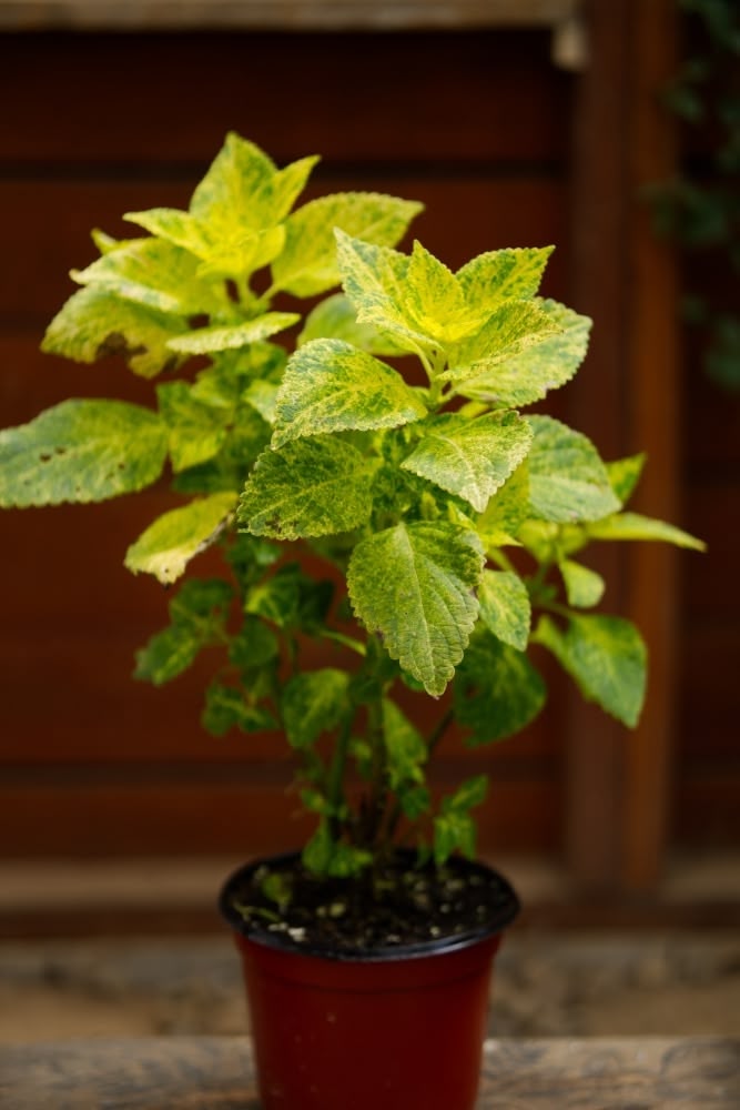 Coleus Plant