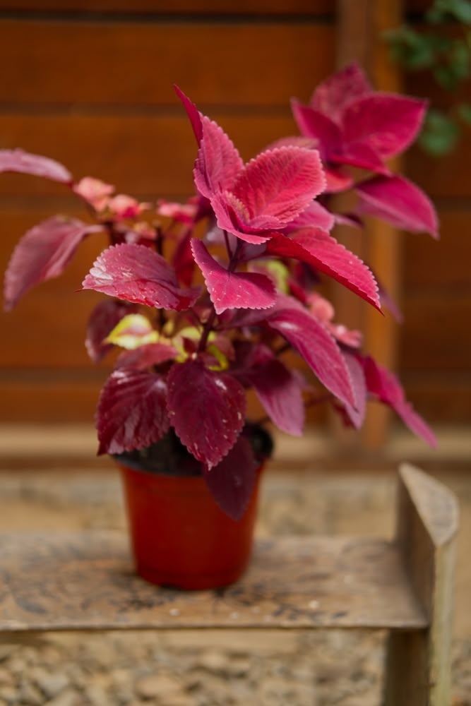Coleus Plant