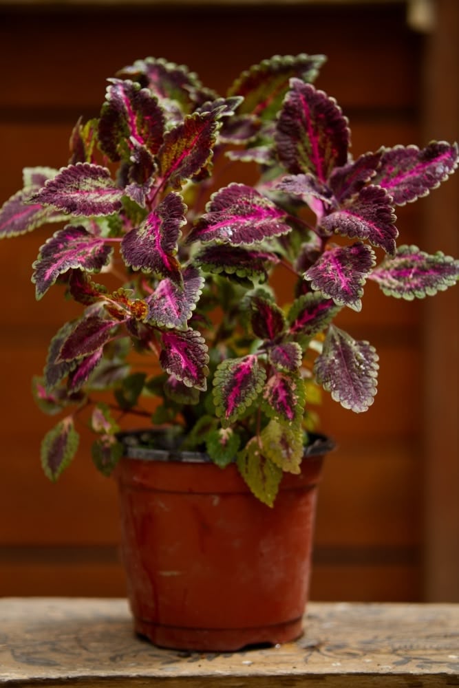 coleus plants in pots indoors Coleus Plant – SoulFire Farm