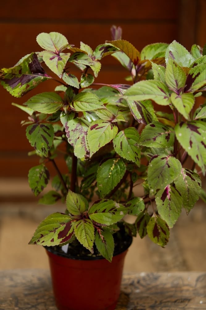 Coleus Plant