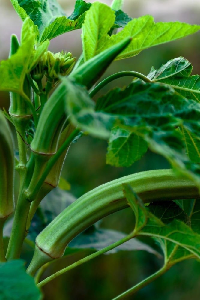 Planta de okra - Cow's Horn