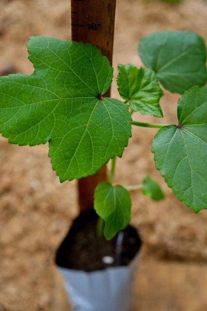 Planta de okra - Cow's Horn