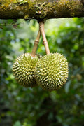 Árbol de durian