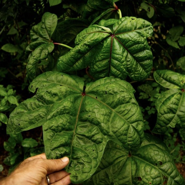 Planta Bele