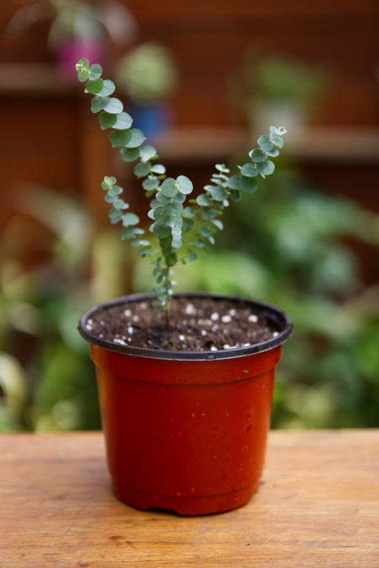 Silver Dollar Eucalyptus Tree