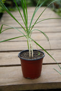 Garlic Chives