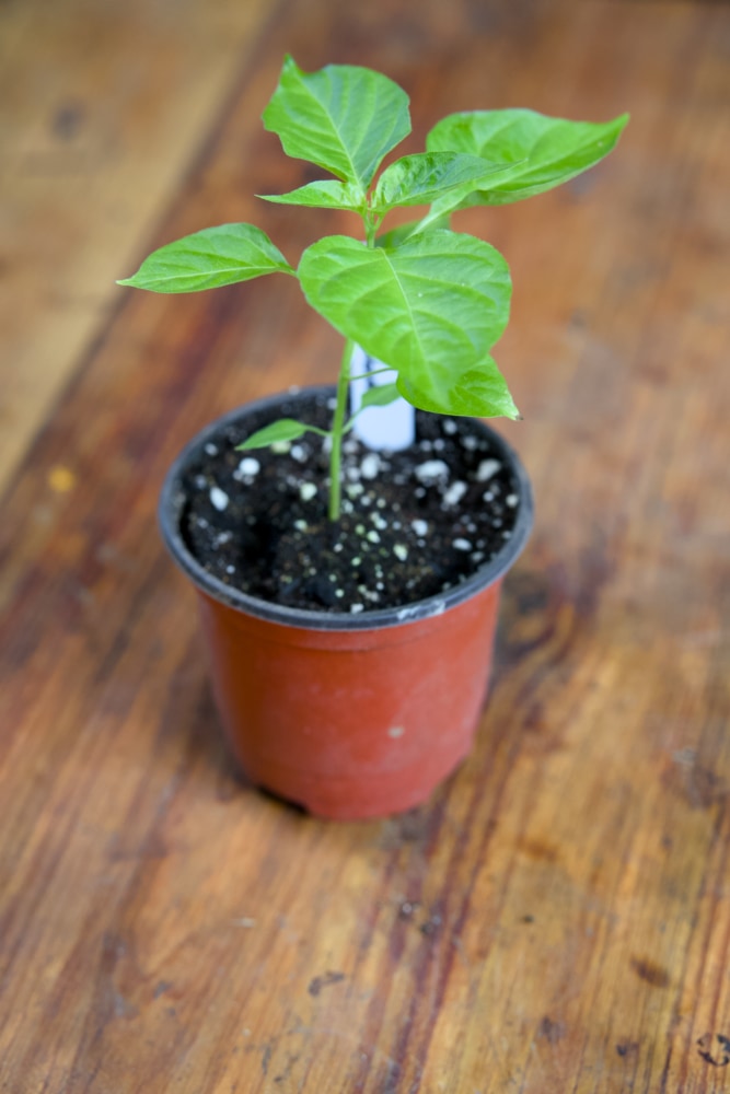 Ghost Pepper Plant