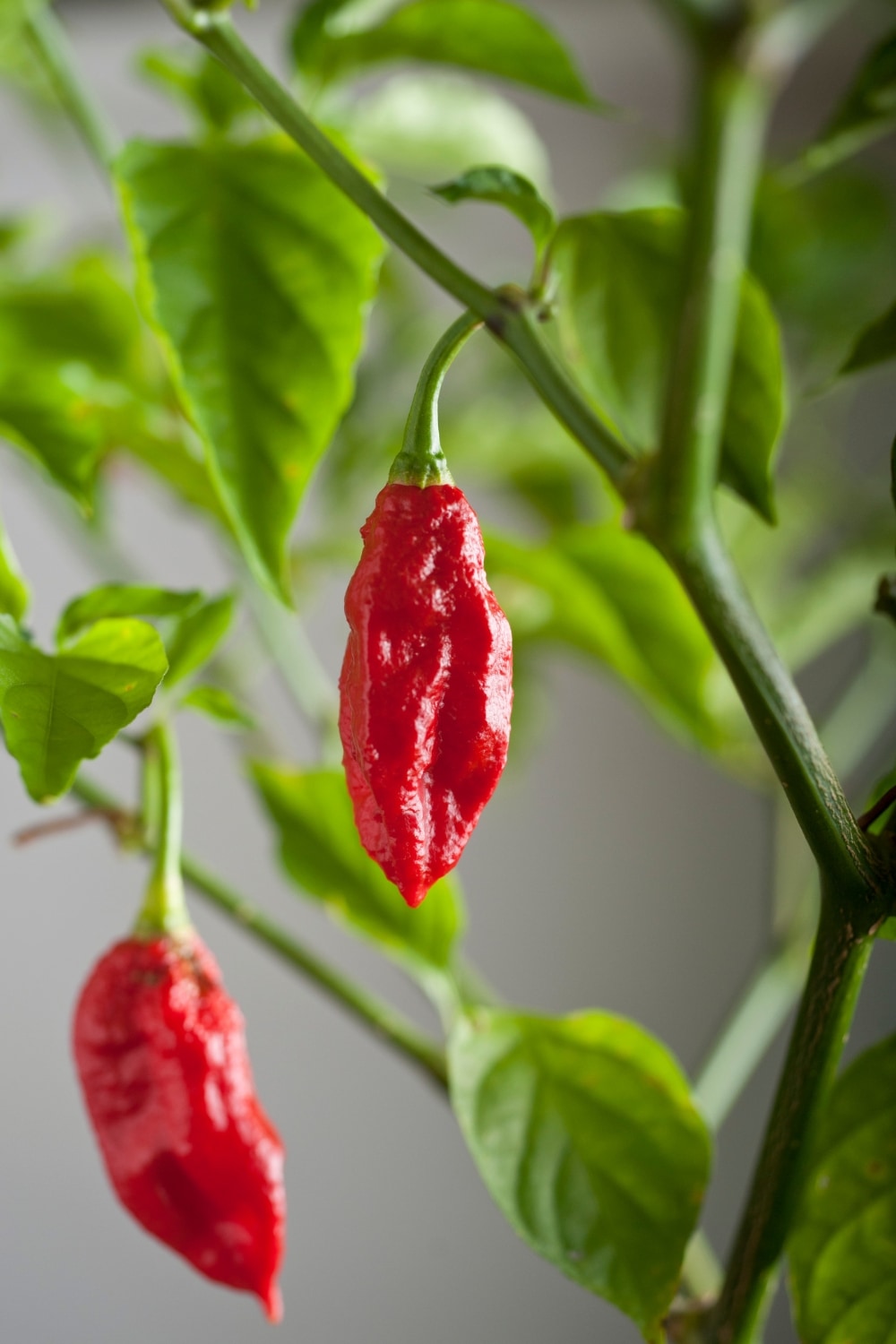 Ghost Pepper Plant