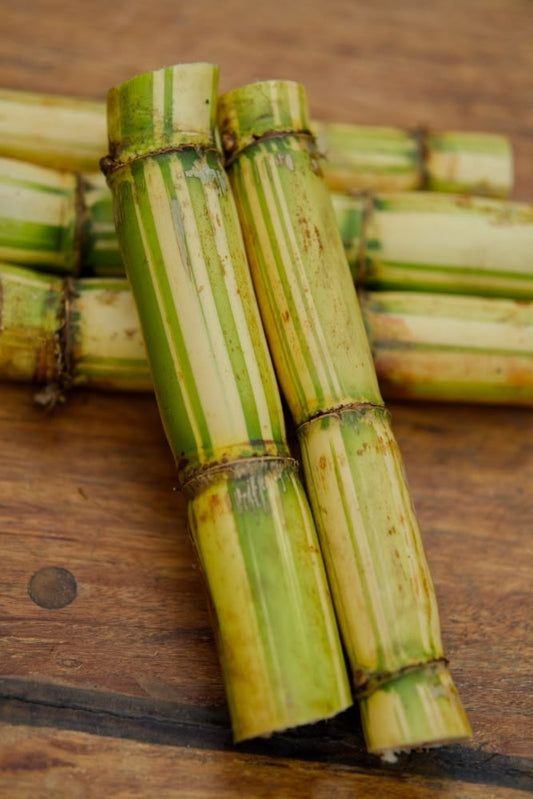 Striped Hawaiian Sugarcane (5 Cuttings)