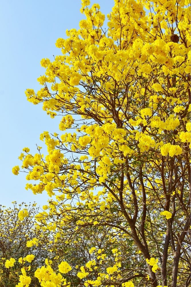 Árbol de guayacán (amarillo)