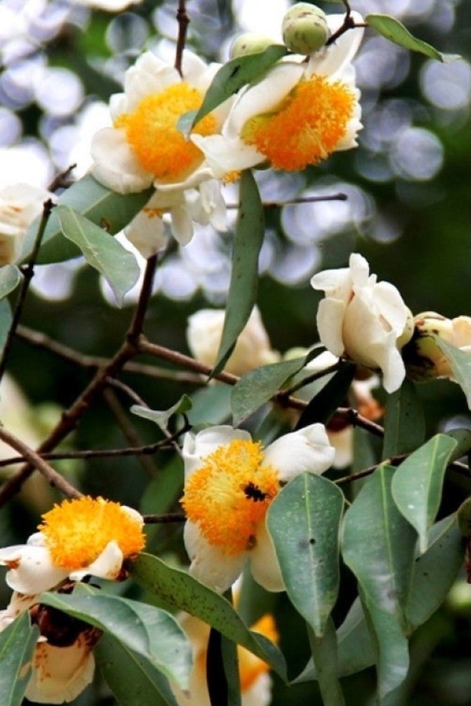 Ceylon Ironwood Tree – SoulFire Farm