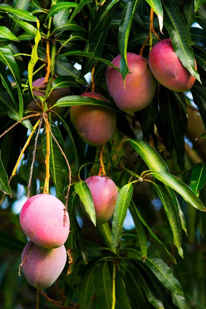 Mango Irwin - Árbol injertado