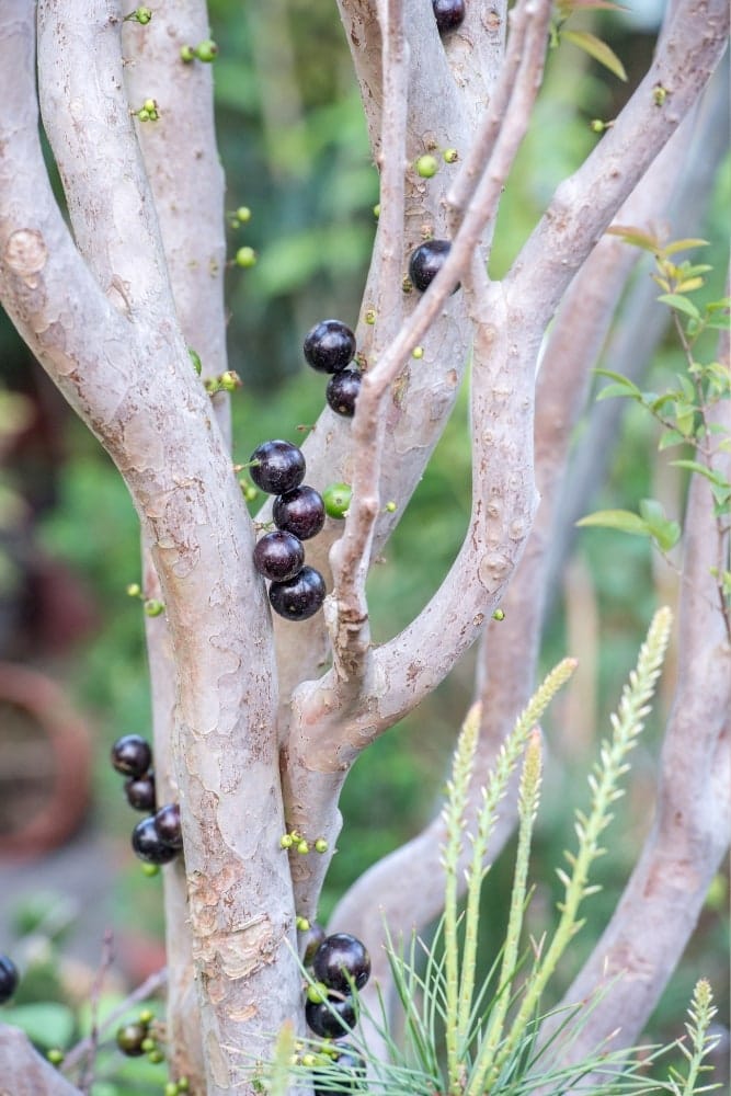 Jaboticaba Tree