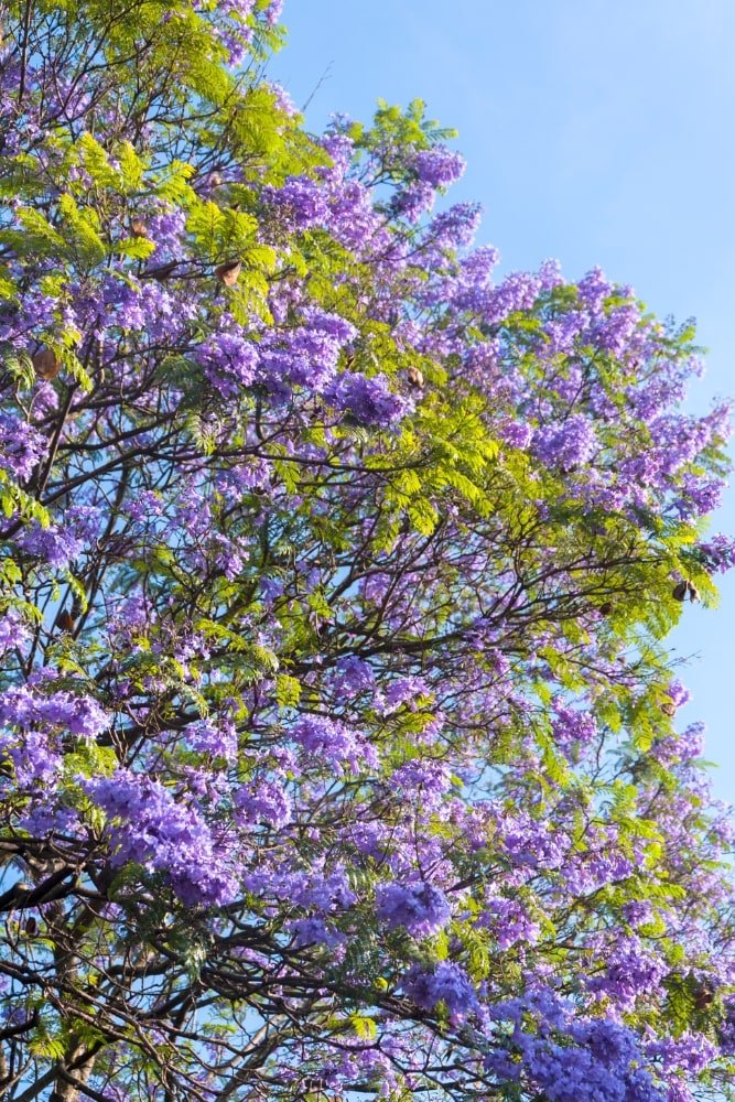 Árbol de jacaranda