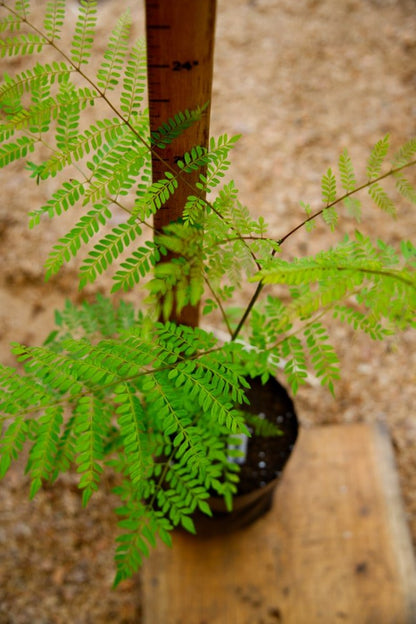 Jacaranda Tree