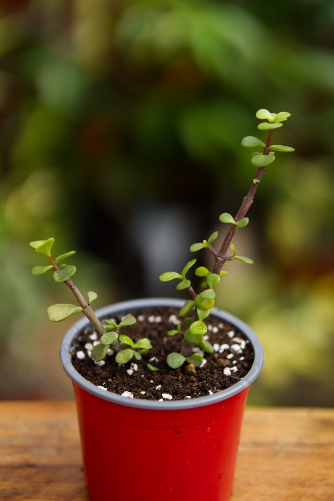 Planta de jade enana