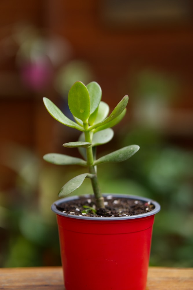 Planta de jade
