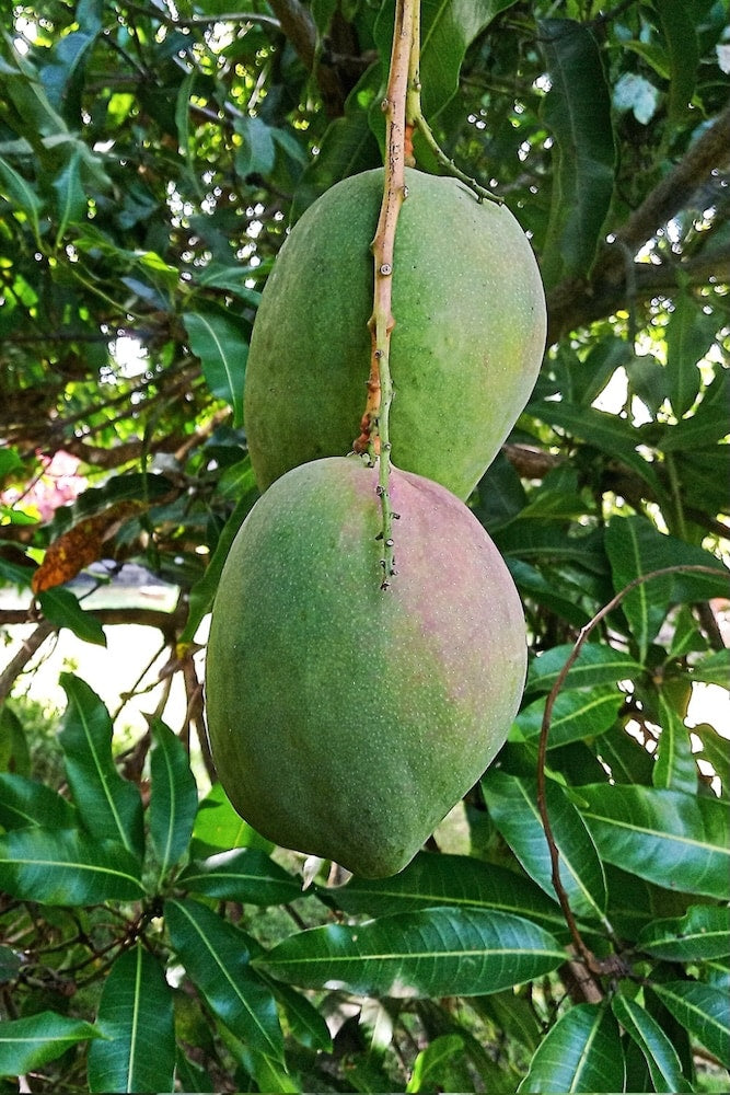 Mango Julie - Grafted Tree – SoulFire Farm