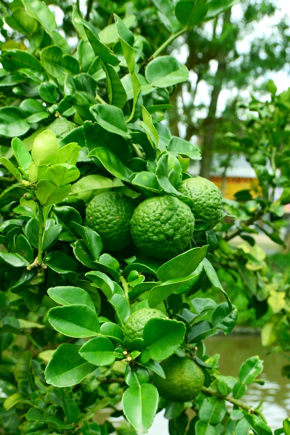 Kaffir Lime Grafted Tree – SoulFire Farm