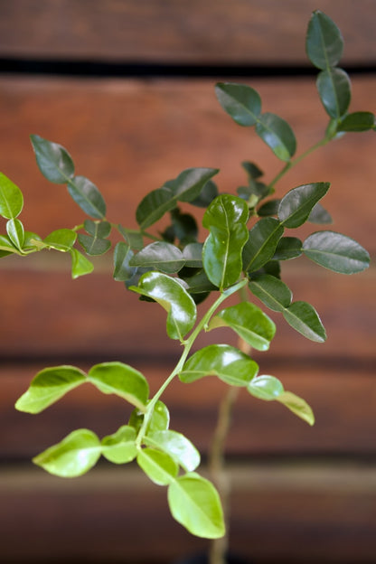 Kaffir Lime Grafted Tree