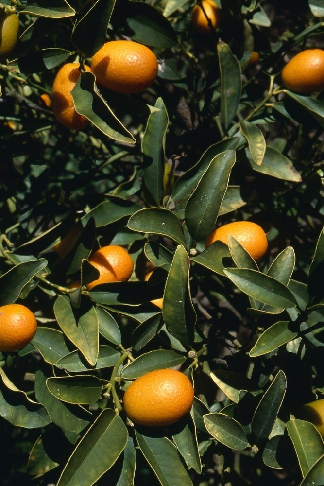 Árbol injertado de kumquat