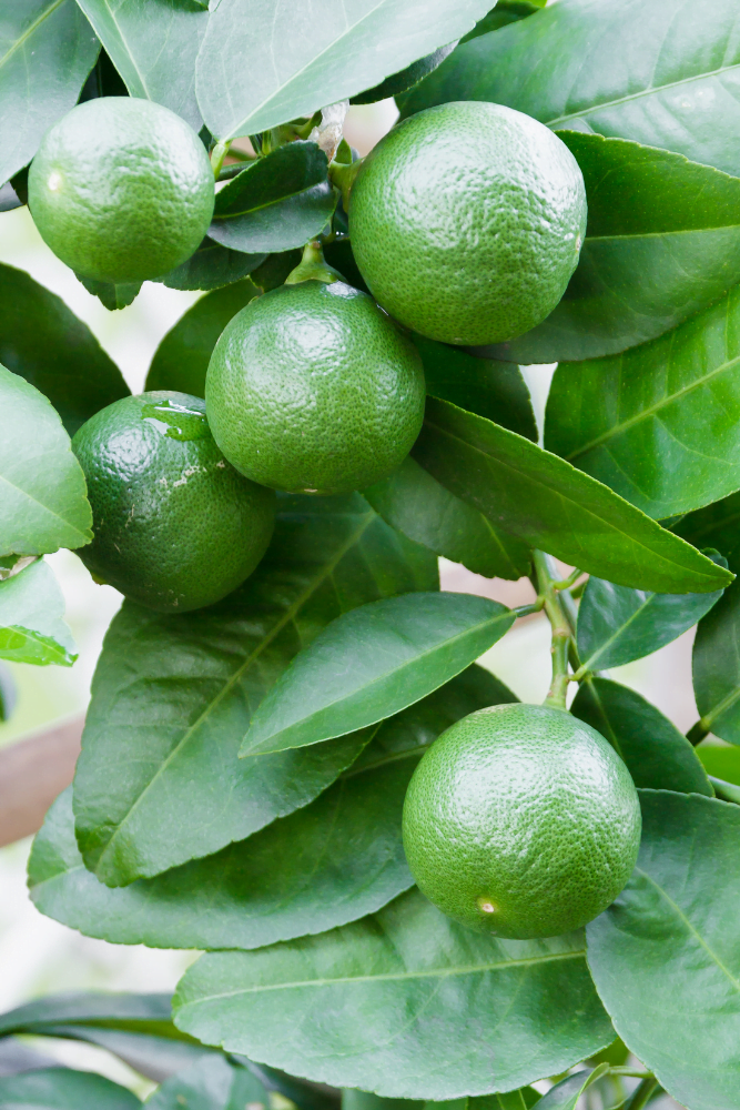 Key Lime - Grafted Tree – SoulFire Farm