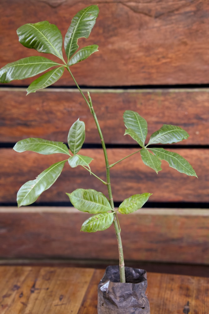 Castaño de Malabar