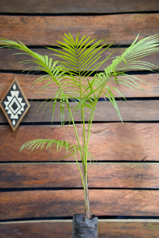 Majesty Palm