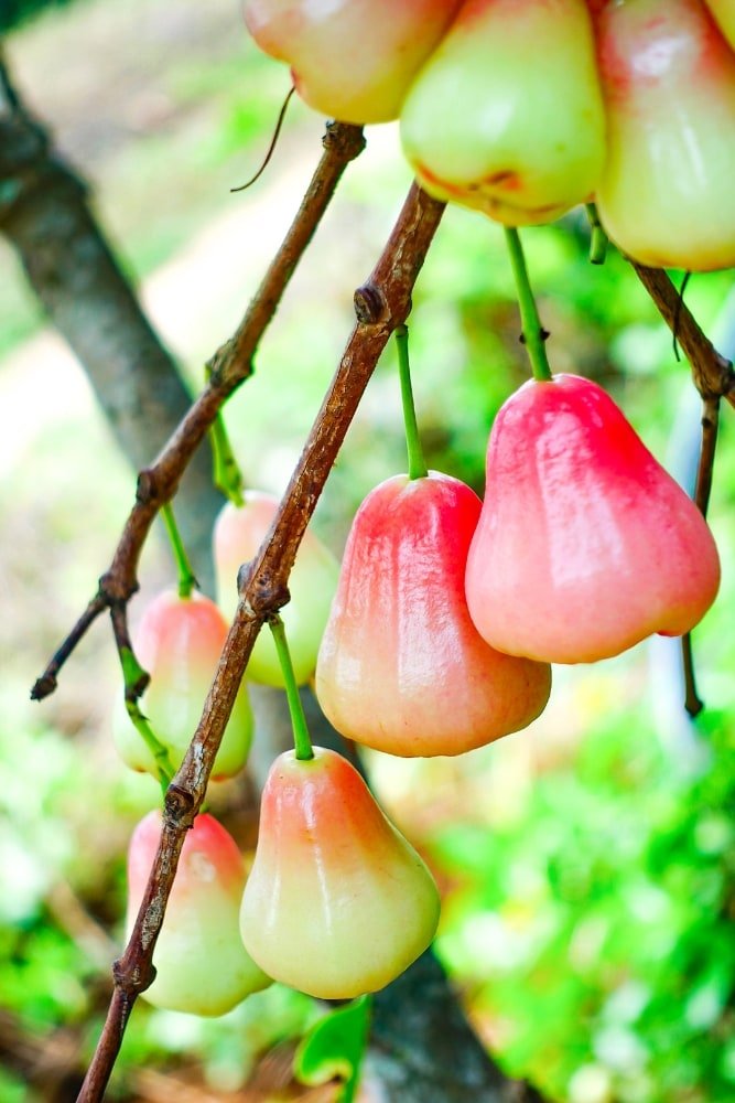 Arbol Manzana de Agua