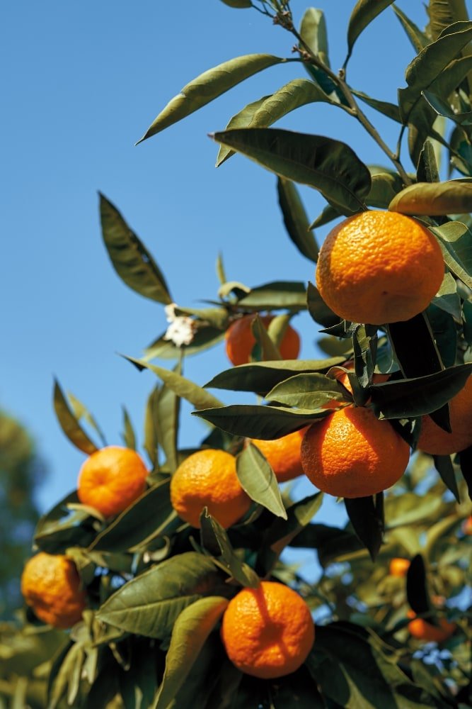 Mandarina Criolla - Arbol Injertado