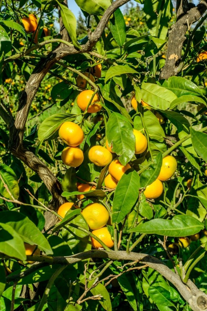 Mandarina Española - Árbol Injertado