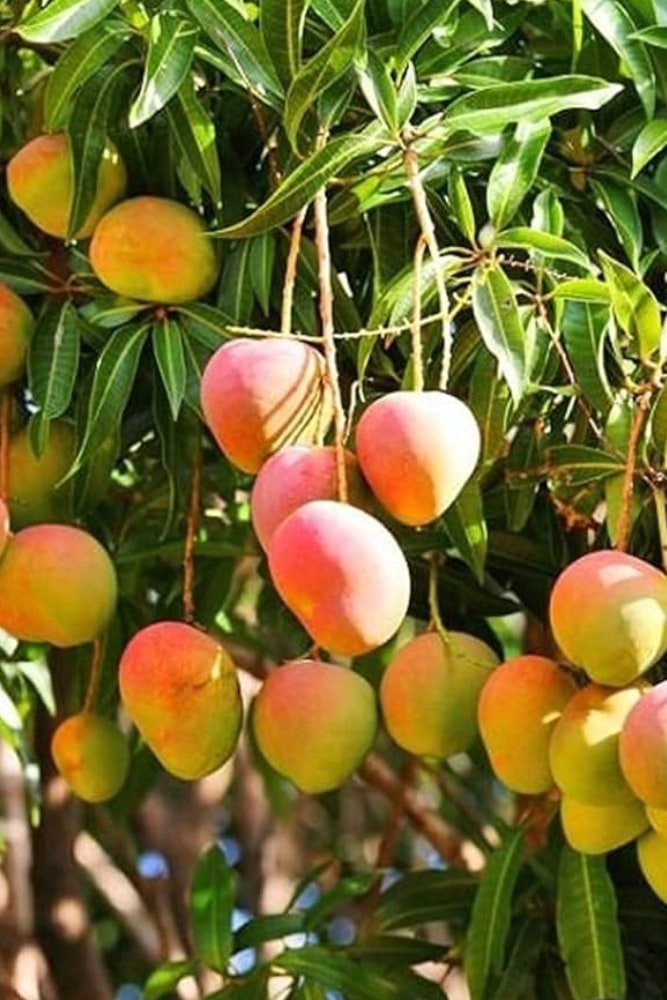 Mango Haden - Grafted Tree