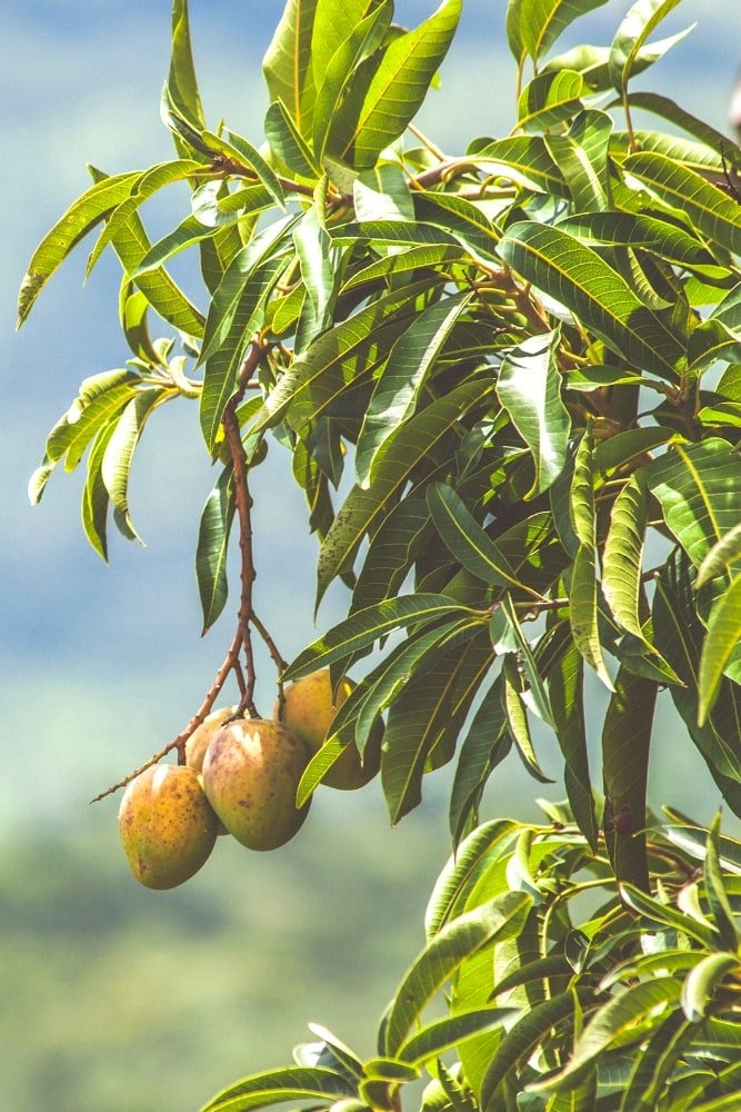 Mango Melocoton - Grafted Tree