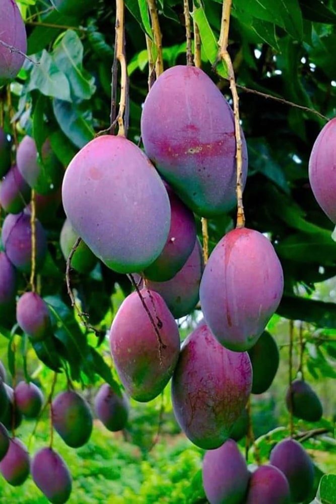 Mango Tommy - Grafted Tree – SoulFire Farm