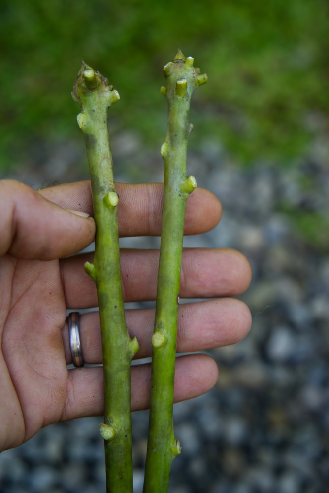 Mango Scion Wood Cuttings (2 cuttings)