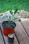 Yerba Mate