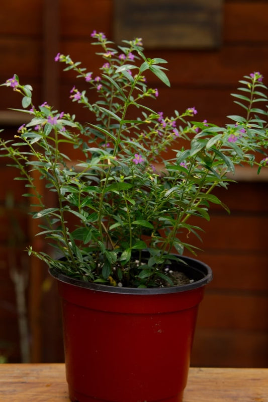 Mexican Heather Plant