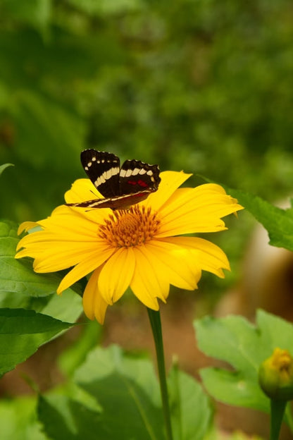 Girasol mexicano (10 esquejes)