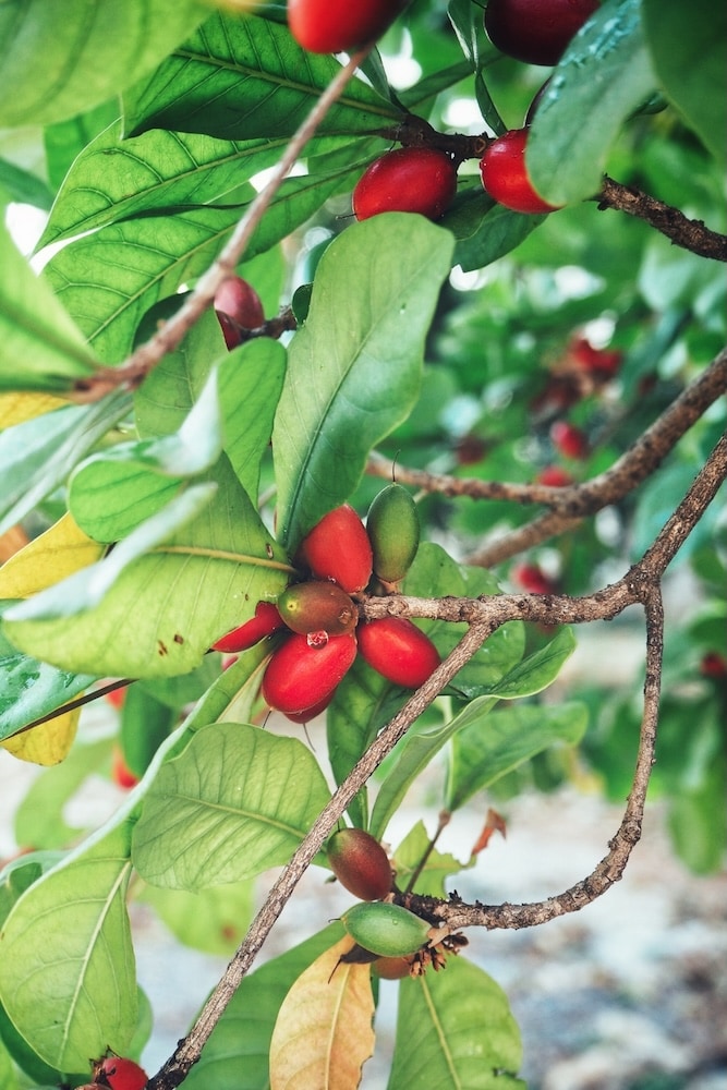 Miracle Fruit Tree – SoulFire Farm