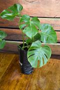 Monstera Deliciosa