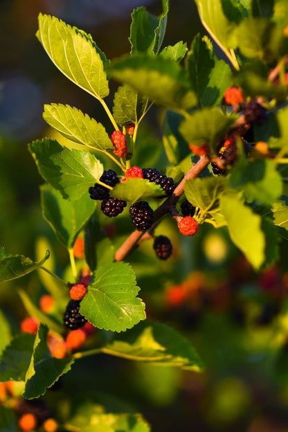 Everbearing Mulberry Tree