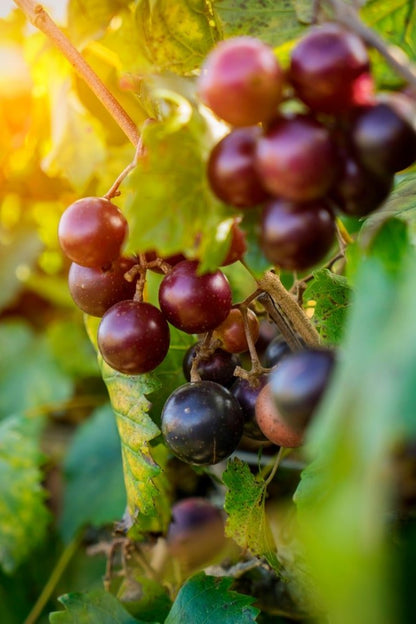 Planta de uva muscadine