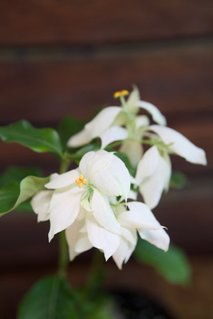 Planta de Mussaenda Blanca
