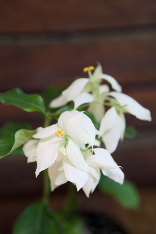White Mussaenda Plant