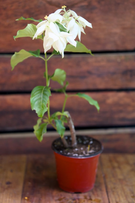 White Mussaenda Plant