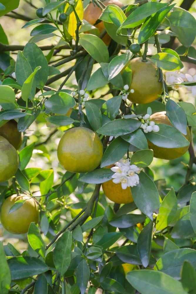 Orange Criolla- Grafted Tree – SoulFire Farm