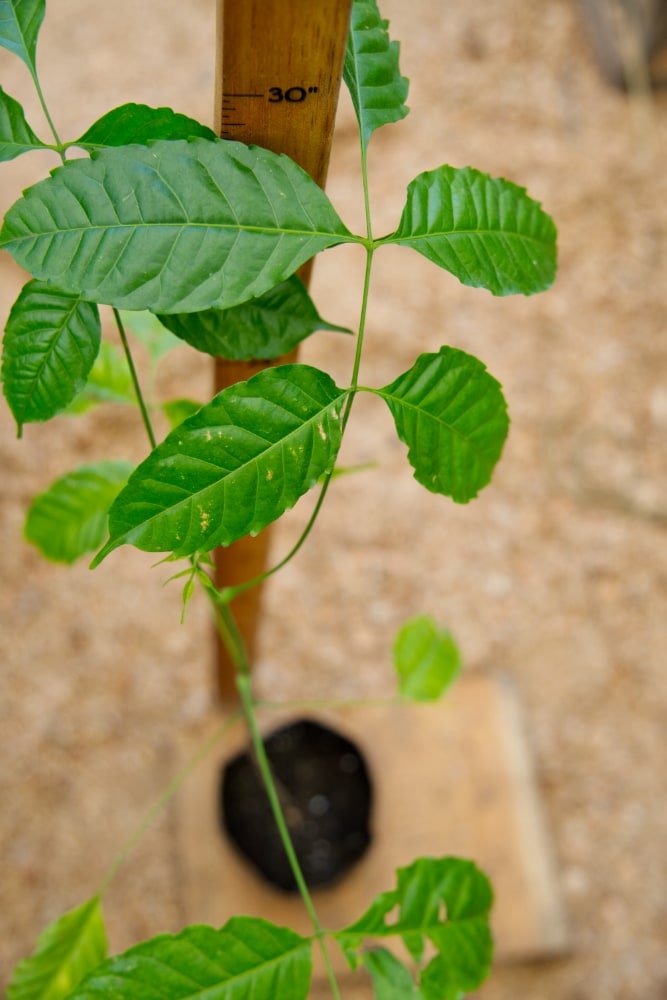 Neem Tree – SoulFire Farm