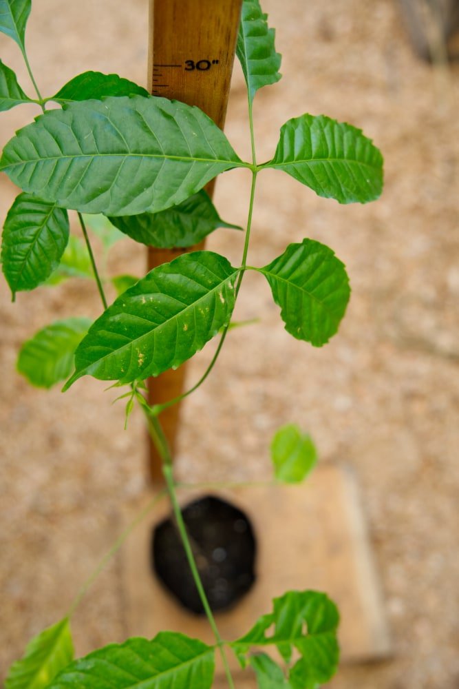 Árbol de neem