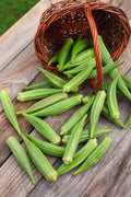 Okra Plant - Clemson Spineless