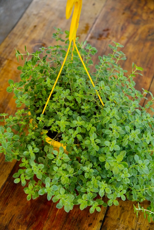 Cesta colgante de orégano griego